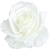 white rose